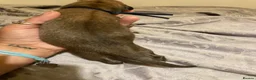 Lurcher dogs for sale: Bedlington Whippet x Greyhound Lurcher Puppies - Advert 11
