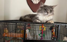 Maine Coon cats for sale: Maine coon mother and son  - Image 8