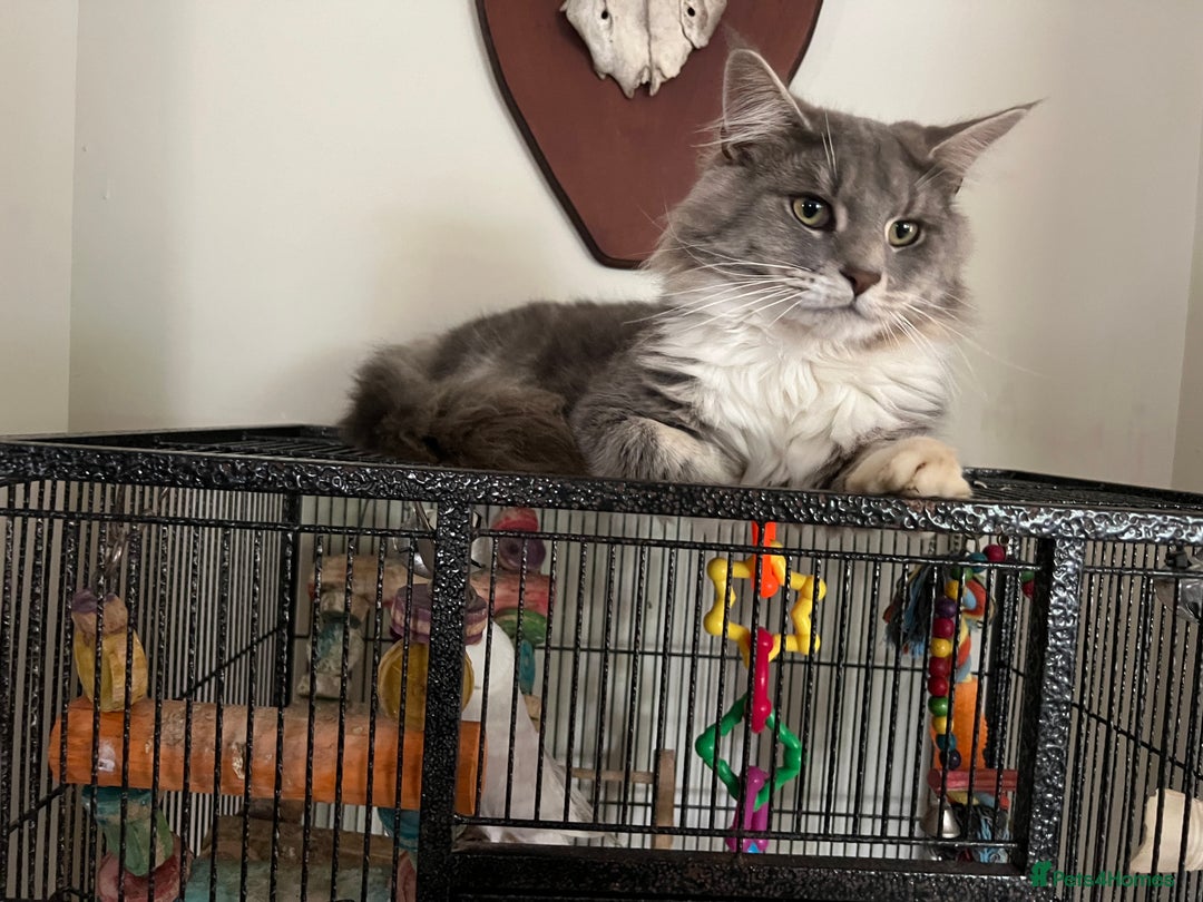 Maine Coon cats for sale: Maine coon mother and son  - Image 8