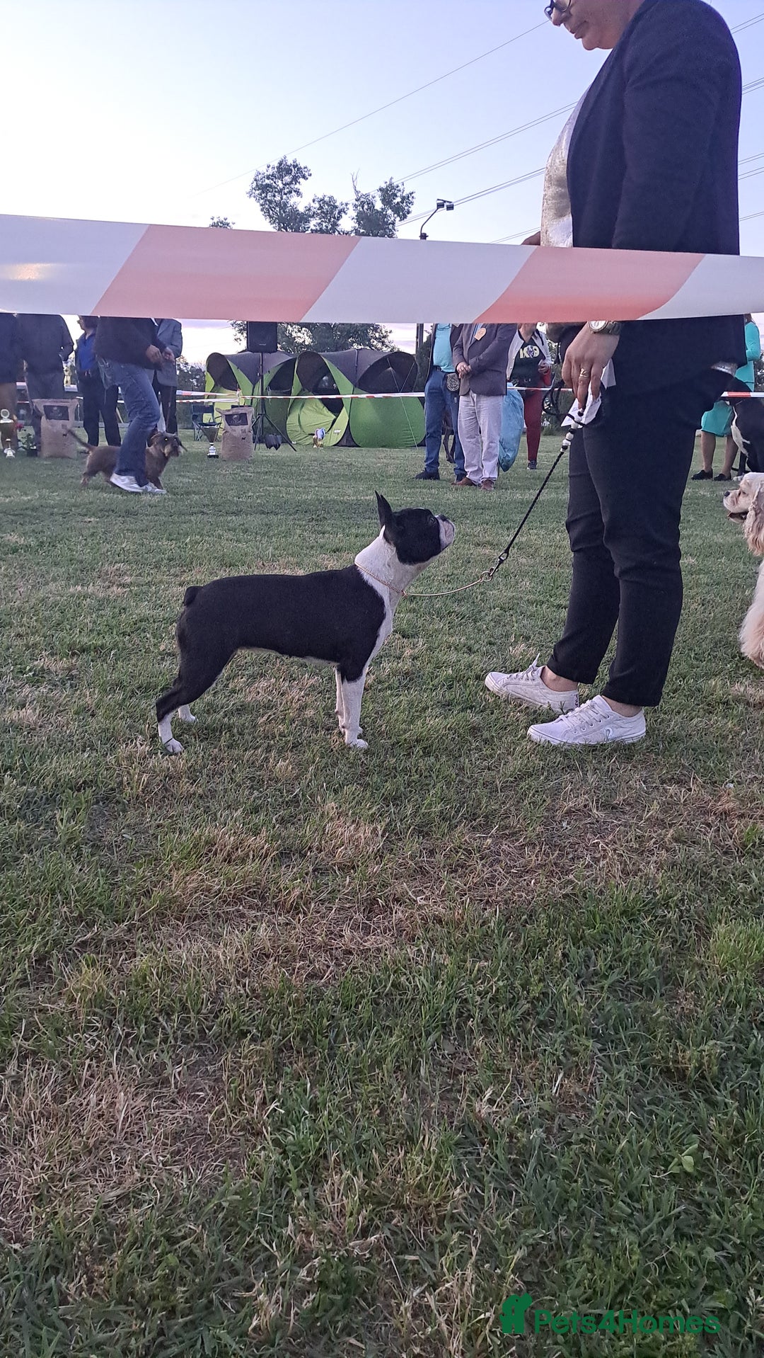 Boston Terrier dogs for sale: Boston terrier puppies - Advert 10