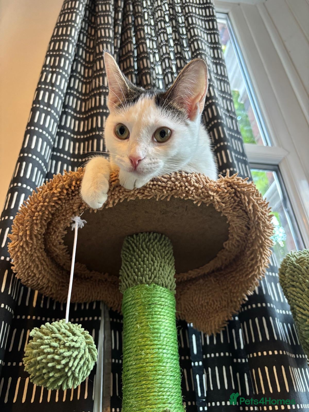 Domestic Shorthair cats Daisy & Ryder - Adopt Cats in Crisis East Ldn - Advert 4