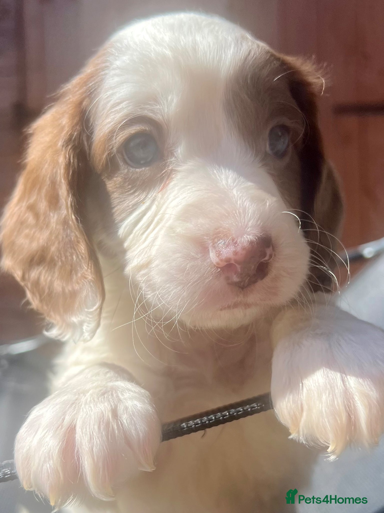 Sproodle dogs 🐶💕ready now 💕 Sprockerpoo Puppies🐶💕 - Advert 2