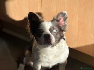 French Bulldog dogs fluffy French bulldog for stud in Stanley - Advert 1