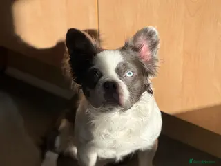 French Bulldog dogs fluffy French bulldog for stud in Stanley - Advert 6