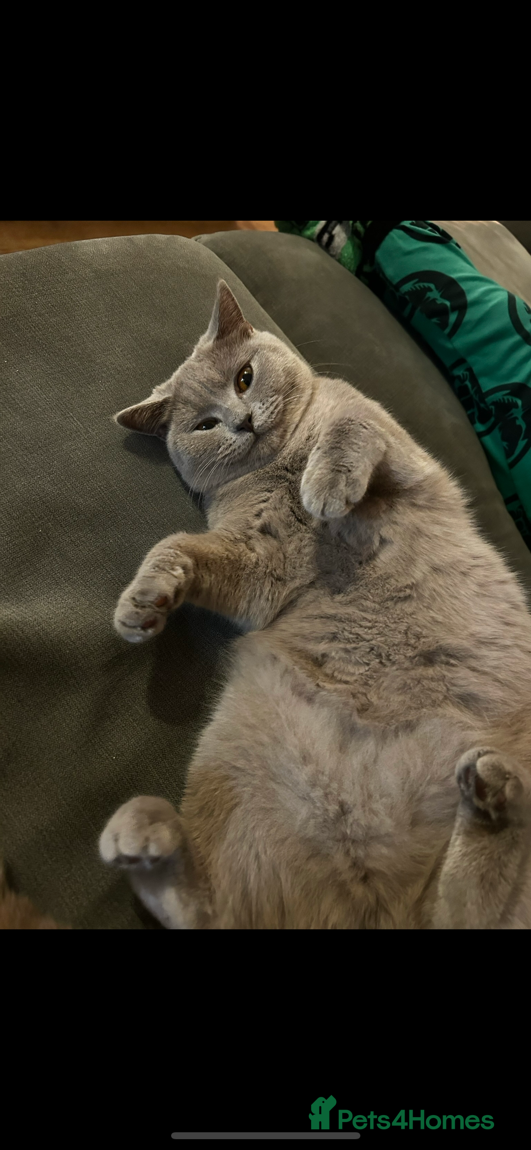 British Shorthair cats for sale:  British Shorthair Kittens – Ready Feb 2026 🐾 - Advert 8