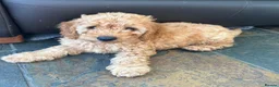 Labradoodle dogs for sale: Absolutely beautiful, F1bb Miniature Labradoodles  - Advert 28