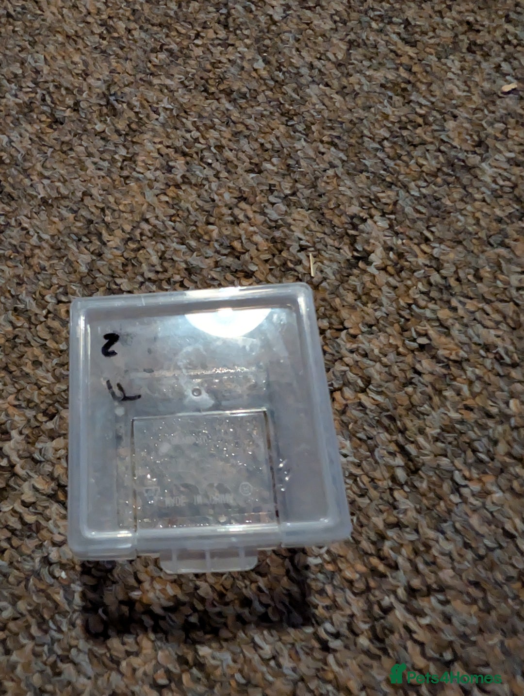 Spiders invertebrates for sale: Phidippus Regius L3 jumping spiders.  - Image 4