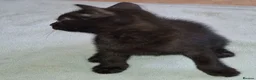 Domestic Shorthair cats for sale: 5 Beautiful, Playful Kittens - Advert 15
