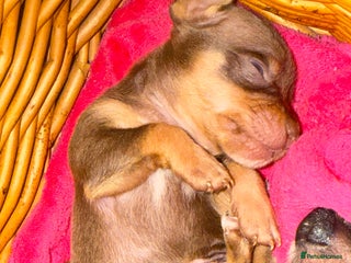 Chihuahua dogs - Advert 33