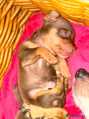 Chihuahua dogs - Advert 14
