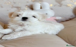 Maltese dogs for sale: 🌟Stunning Tiny Korean Maltese KC Reg🌟 - Advert 17