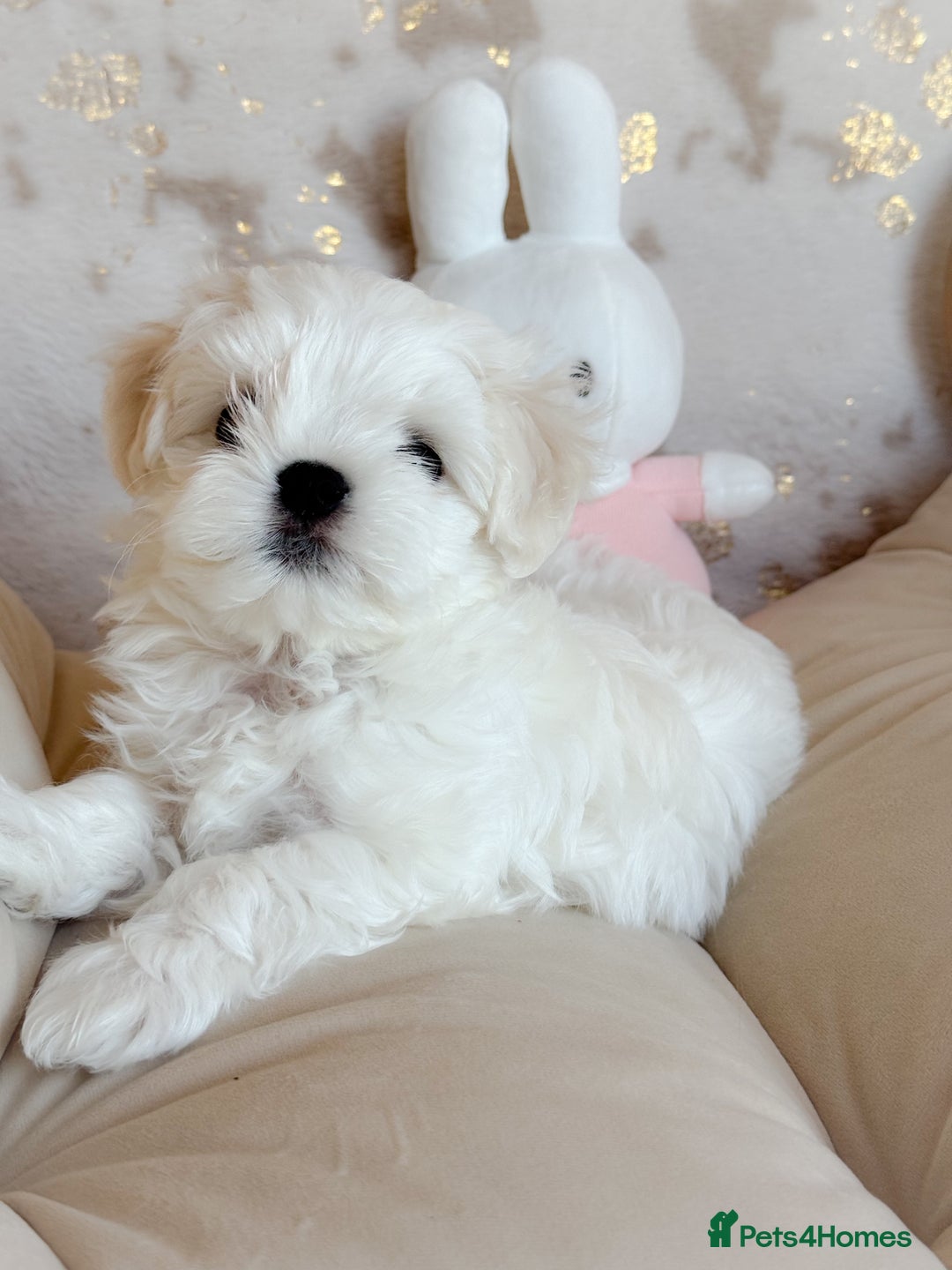 Maltese dogs for sale: 🌟Stunning Tiny Korean Maltese KC Reg🌟 - Advert 17