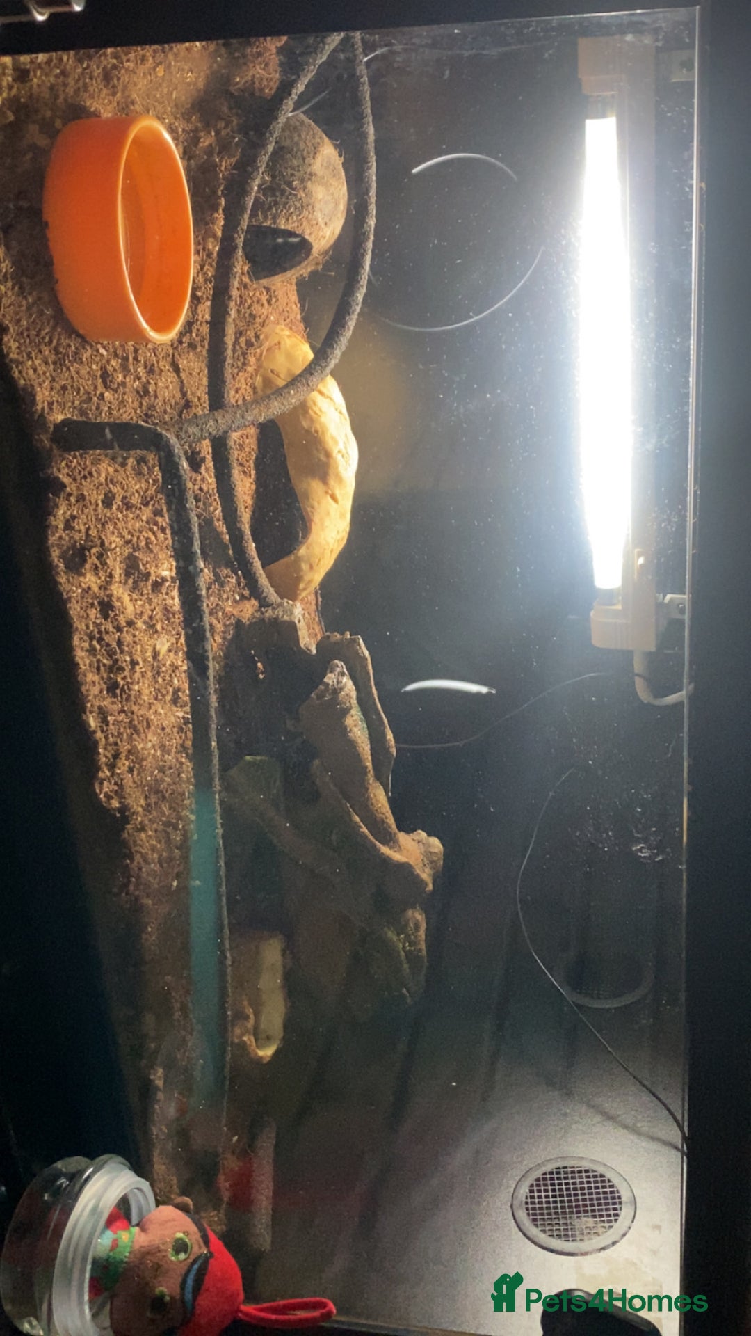 Leopard Gecko reptiles for sale: Leopard gecko and tank - Advert 1