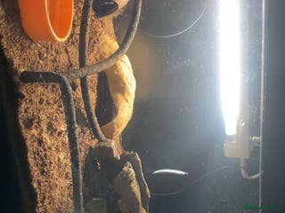 Leopard Gecko reptiles Leopard gecko and tank - Advert 2