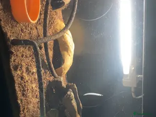 Leopard Gecko reptiles Leopard gecko and tank - Advert 8