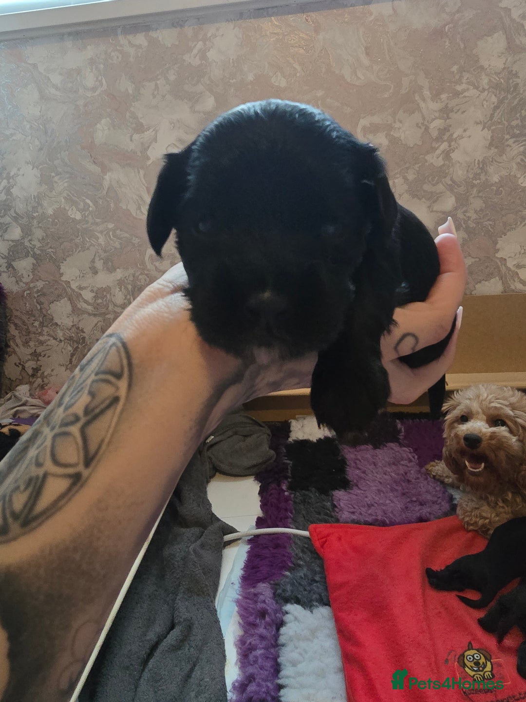 Cockapoo dogs for sale: Stunning American Cockapoos  - Image 13