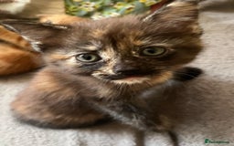Domestic Shorthair cats for sale: Shorthair Kittens - Image 18