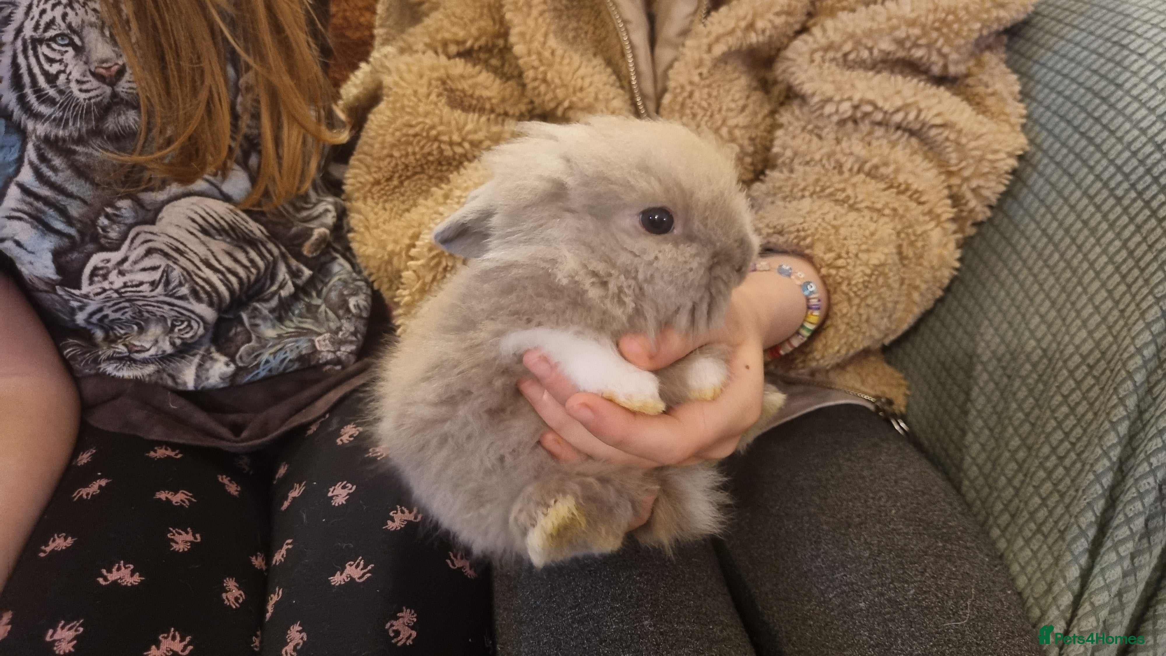 Lionhead rabbits Lionhead bunnies, only 1 girl still available  - Advert 2