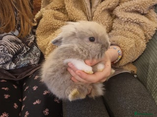 Lionhead rabbits Lionhead bunnies, only 1 girl still available - Advert 16