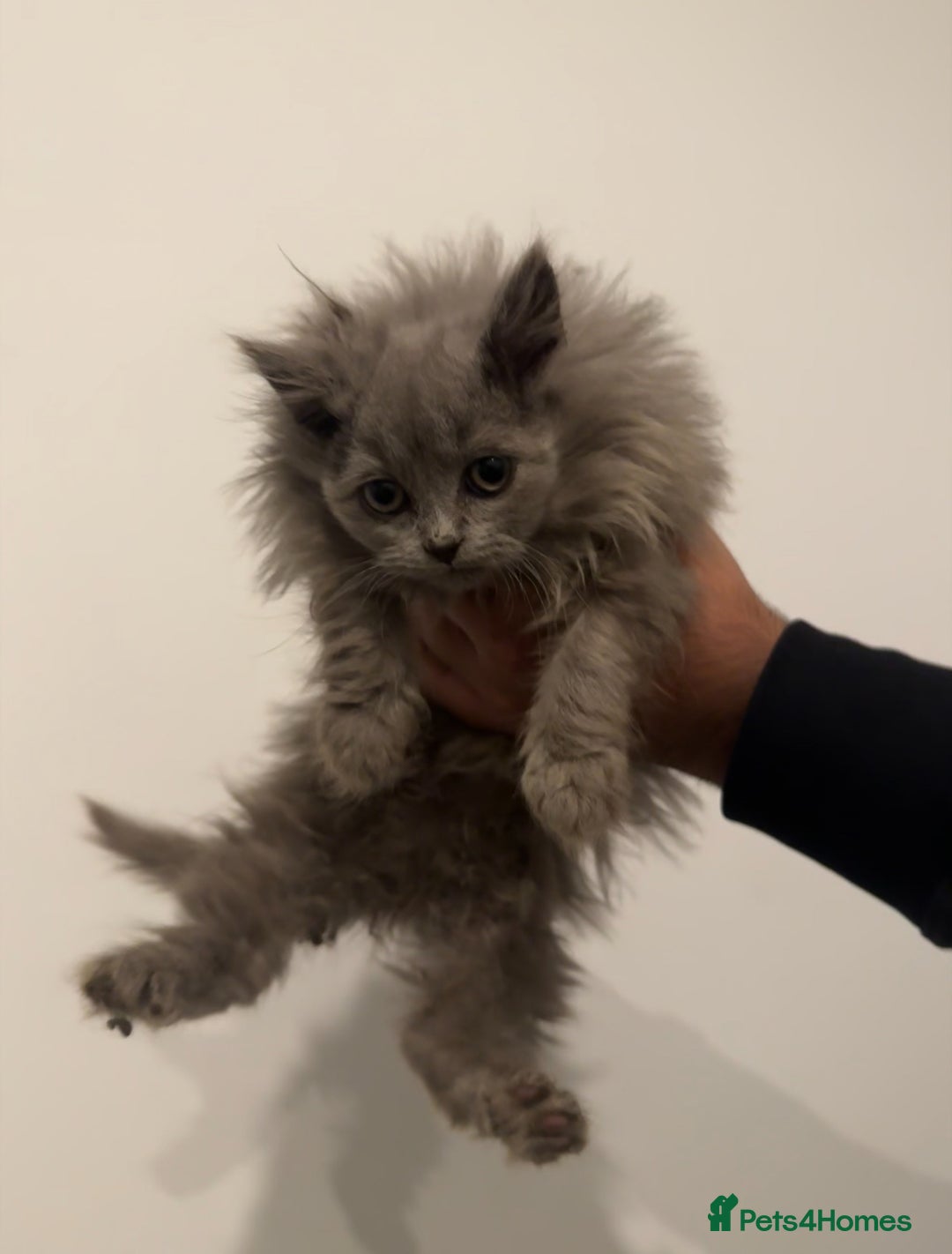 British Longhair cats for sale: Adorable British Longhair Kittens Ready Now! - Advert 10