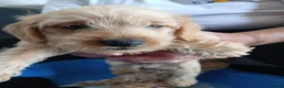 Jackapoo dogs for sale: Cockapoo puppy in Witney - Advert 20