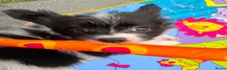 Papillon dogs for sale: Stunning, KC registered Papillon Puppies - Advert 6