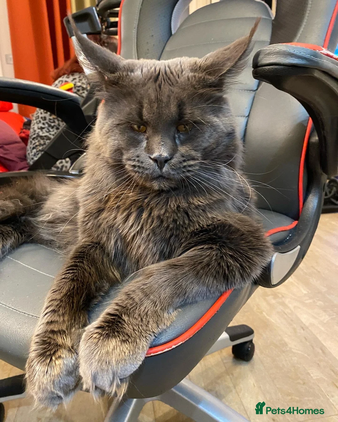 Maine Coon cats for stud: SOLID*BLUE*MAINE*COON*Russian*🇷🇺*Line*for STUD. in London - Advert 2