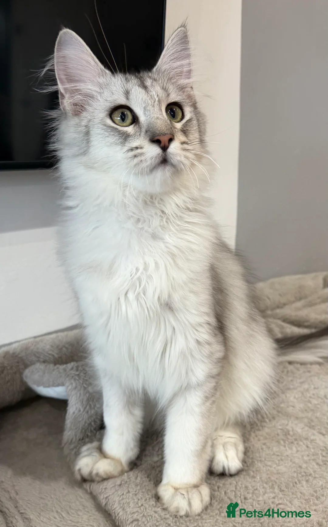 Maine Coon cats for sale: Stunning Black Silver Shaded Maine Coon Kittens - Advert 12