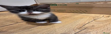 Teacup Overlord