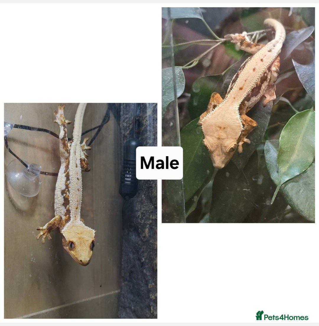 Gecko reptiles for sale: Crested Geckos  in Solihull - Advert 5
