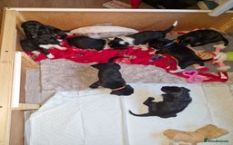 Bocker dogs for sale: Beautiful Bocker puppies - Advert 6