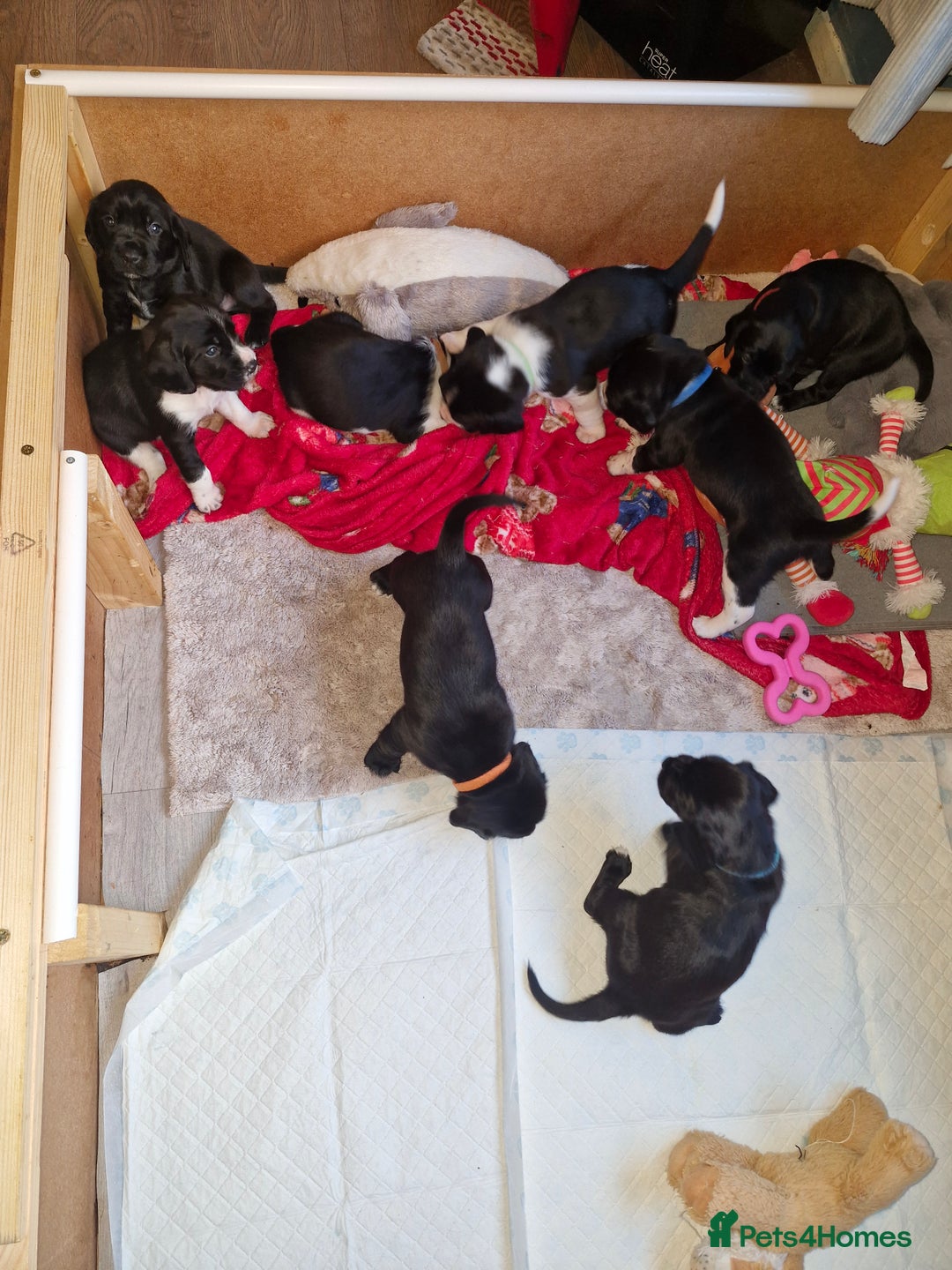 Bocker dogs for sale: Beautiful Bocker puppies - Advert 6