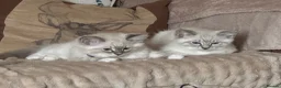 Ragdoll cats for sale: 3/4 RAGDOLL RE-ADVERTISED DUE TO TIME WASTERS - Advert 1