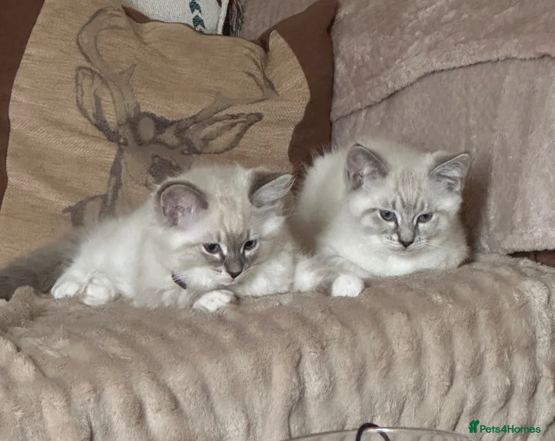 Ragdoll cats for sale: 3/4 RAGDOLL RE-ADVERTISED DUE TO TIME WASTERS - Advert 1