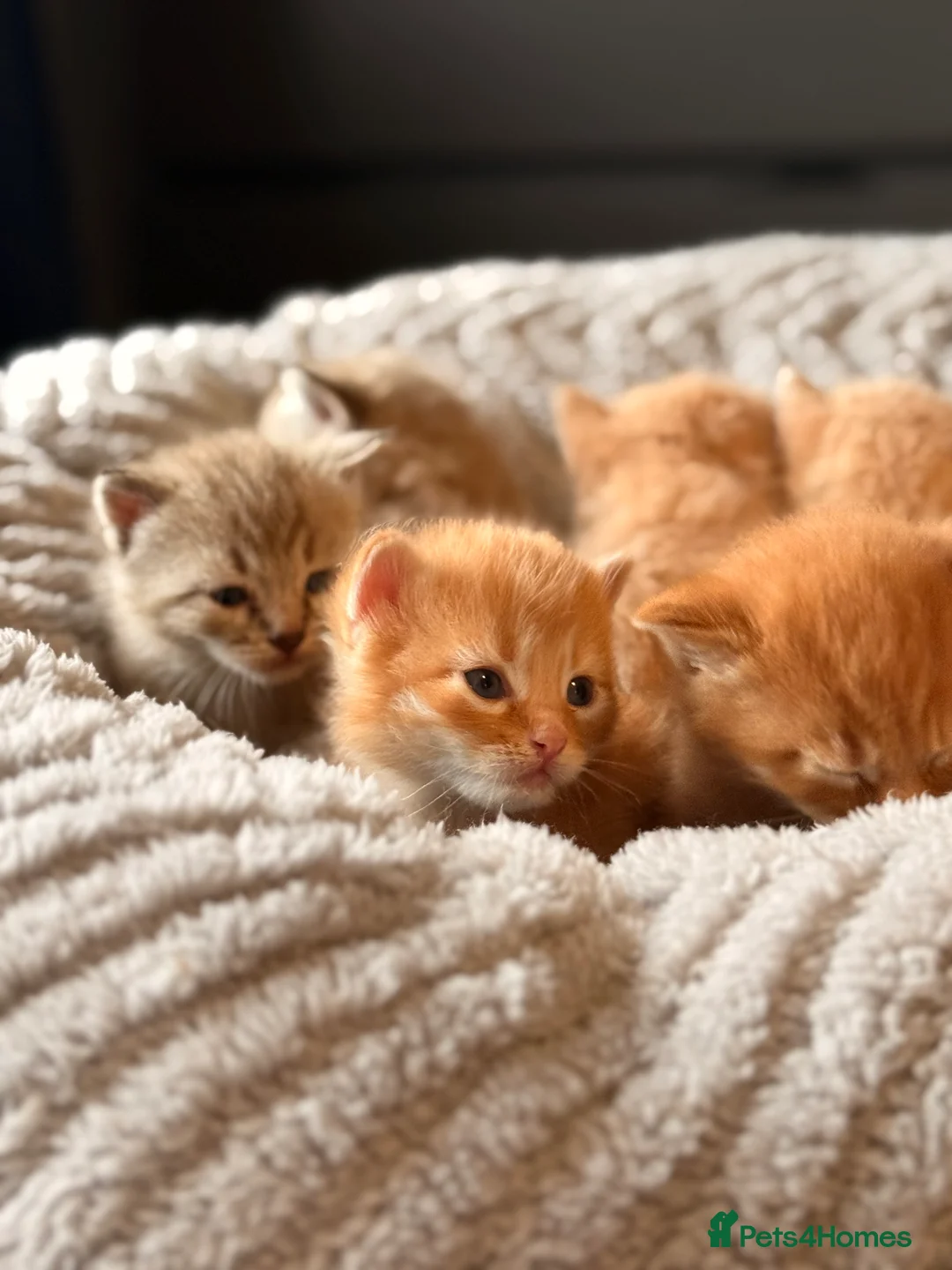 Mixed Breed cats for sale: Beautiful Ginger tabby kittens  - Advert 1