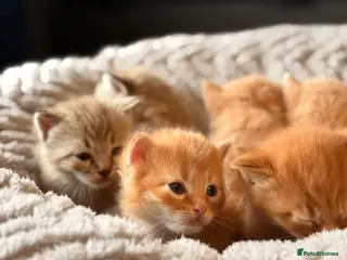 Mixed Breed cats Beautiful Ginger tabby kittens - Advert 1