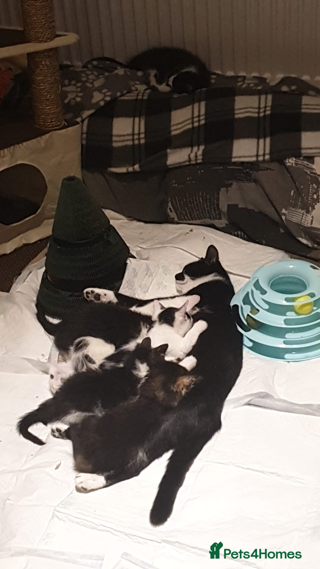 Mixed Breed cats for sale: 5 adorable boy kittens. 12 weeks old. Ready to go. - Advert 1
