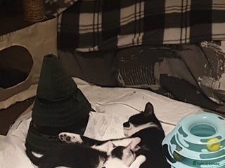 Mixed Breed cats 5 adorable boy kittens. 12 weeks old. Ready to go. - Advert 4