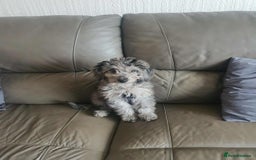 Cockapoo dogs for sale: Cockapoo puppies ready to leave now!! - Image 10