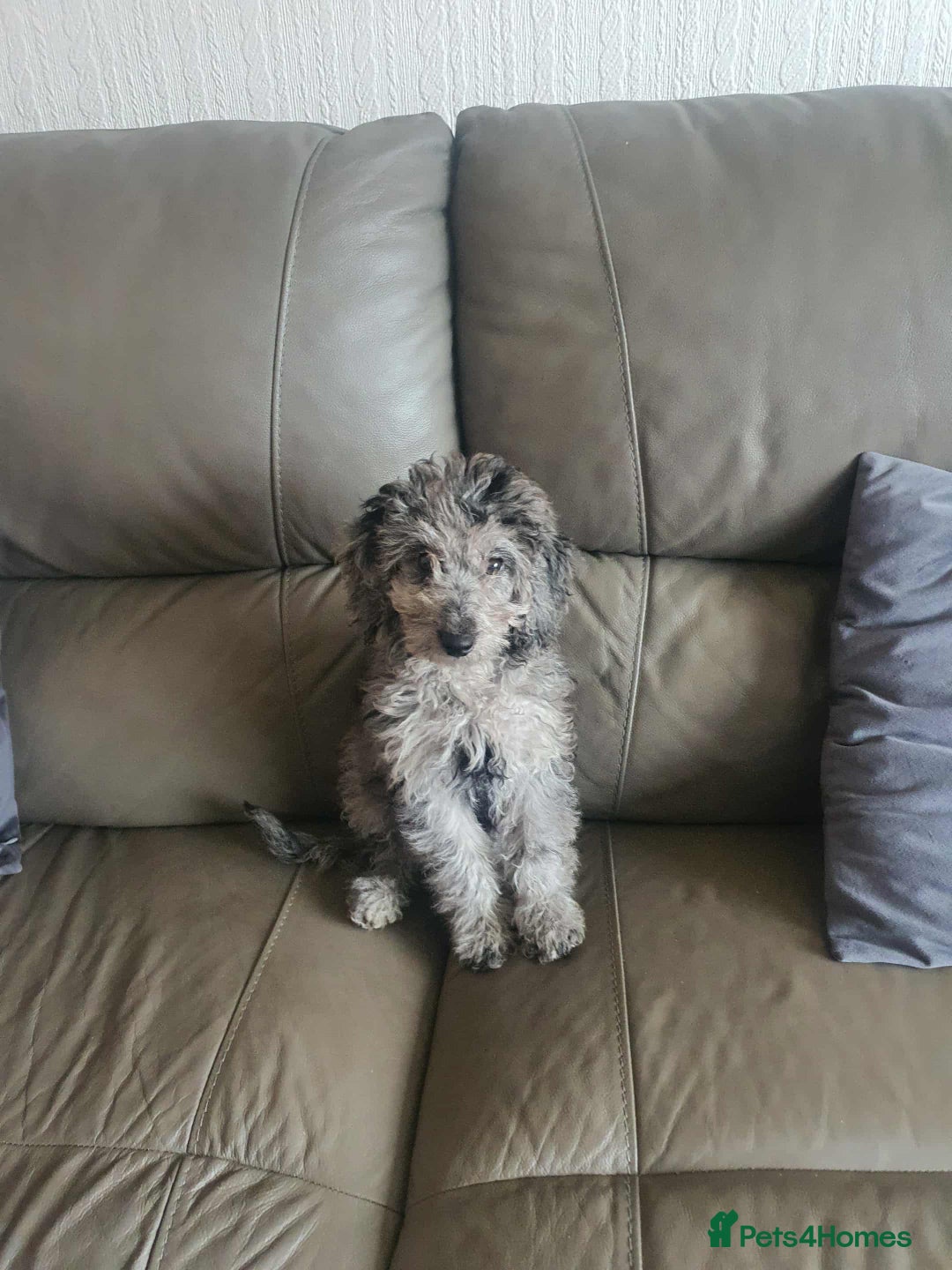 Cockapoo dogs for sale: Cockapoo puppies ready to leave now!! - Image 10
