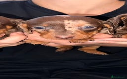 Dachshund dogs for sale: Beautiful Dachshund Puppies  - Image 11