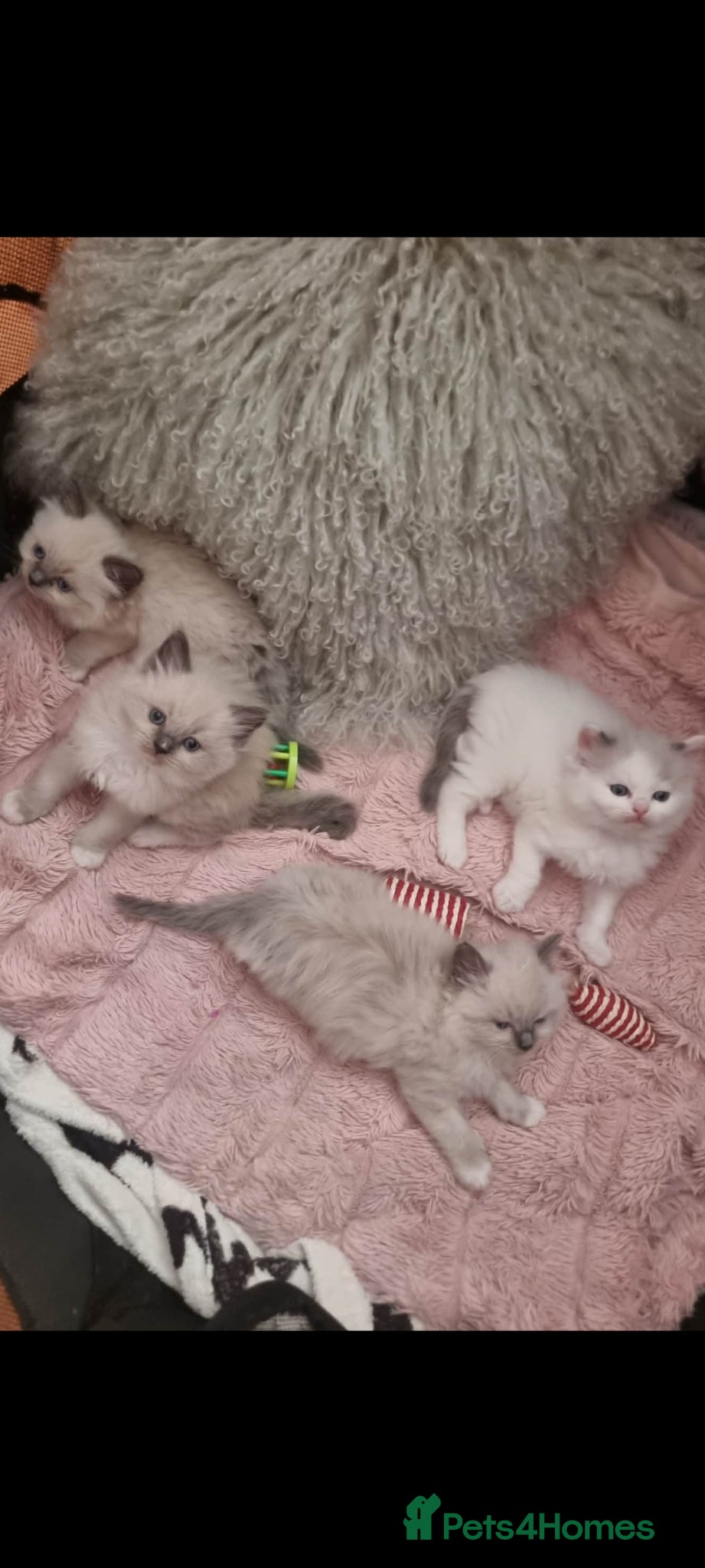 Ragdoll cats for sale: Ragdoll  - Advert 12
