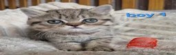 Exotic cats for sale: 4 beautiful exotic x kittens - Advert 5