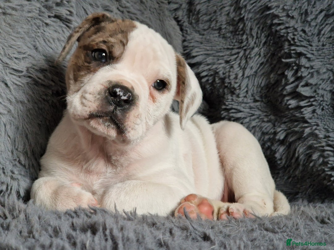 Alapaha Blue Blood Bulldog dogs for sale: Stunning IABBR Alapaha BBB Female  - Advert 3