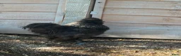 Chickens poultry for sale: Black & Grey Silkie Cockerel  in Chippenham - Advert 2