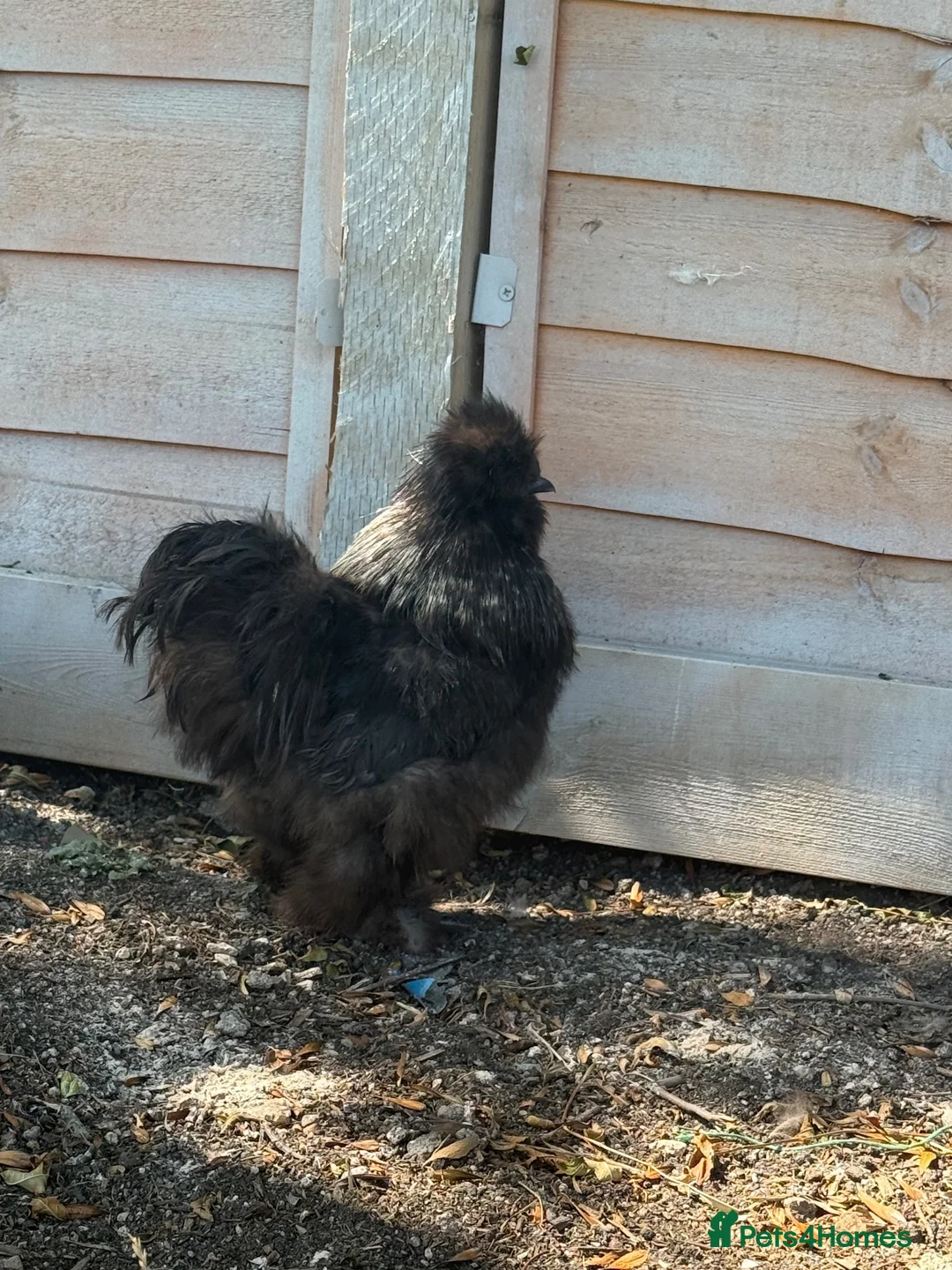Chickens poultry for sale: Black & Grey Silkie Cockerel  in Chippenham - Advert 2