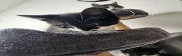 Mixed Breed cats for sale: 3 lovely kittens  - Advert 17