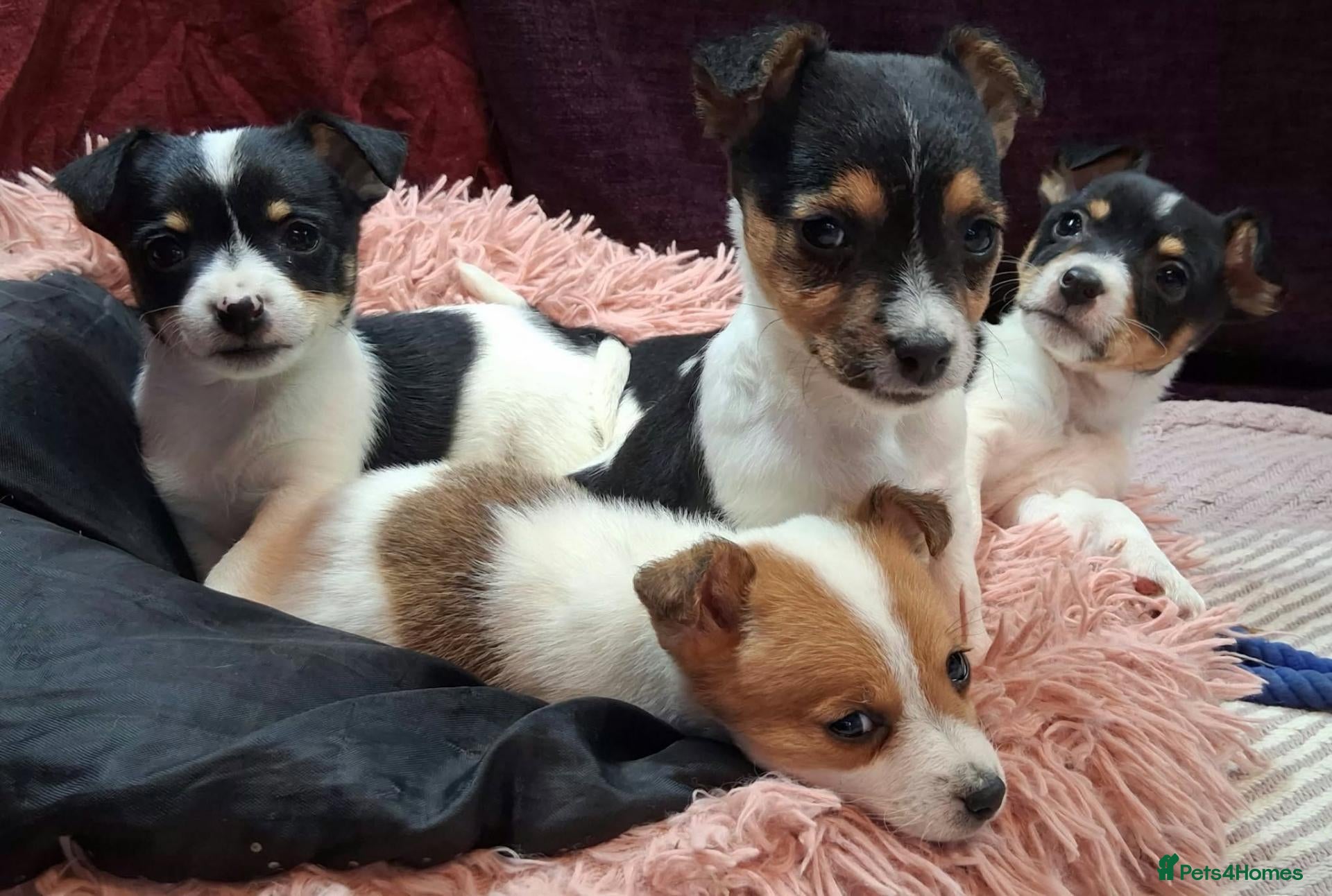 Jack Russell dogs for sale: Pure Jack Russell pups for sale - Advert 1