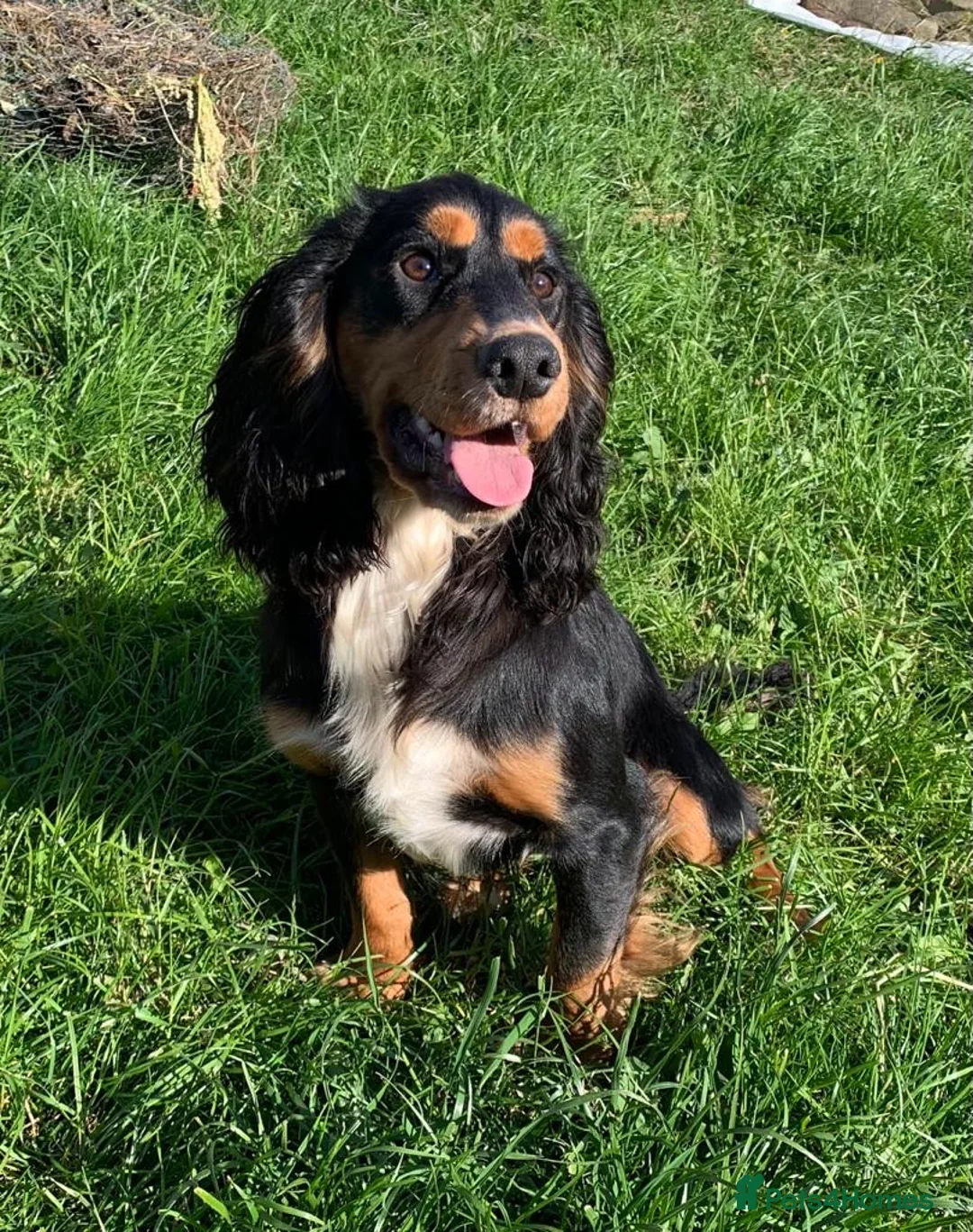 Cocker Spaniel dogs for stud: ROO KC dna clear ☑️ tri cocker spaniel in Blaydon-on-Tyne - Advert 3