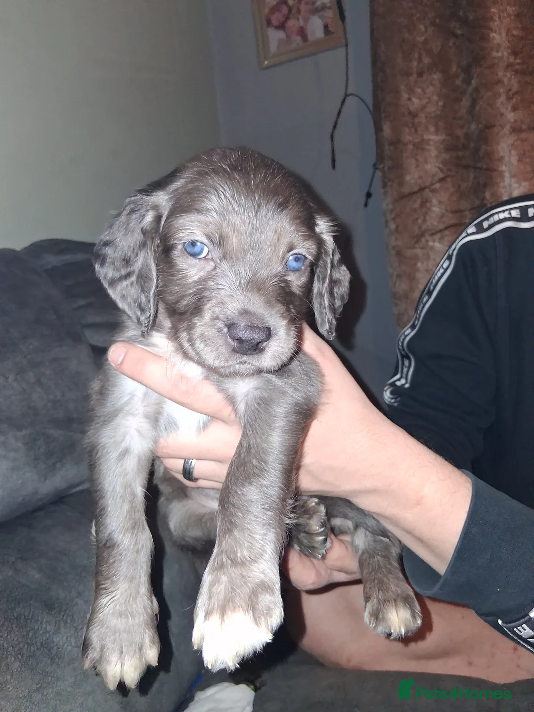 Mixed Breed dogs for sale: Dacshund x springer spaniel. - Advert 15